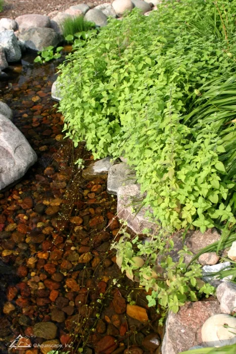 Aquatic-Mint-1.webp