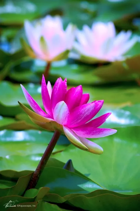 Pink-Waterlily.webp