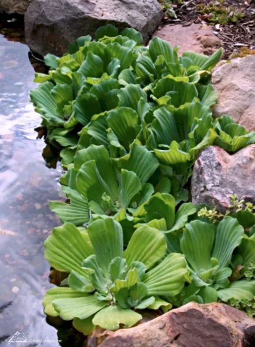 waterlettuce2.webp