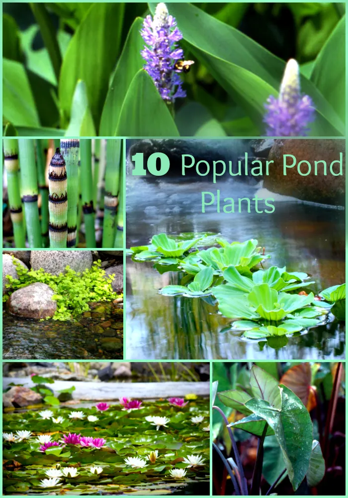 10-Popular-Pond-Plants.webp