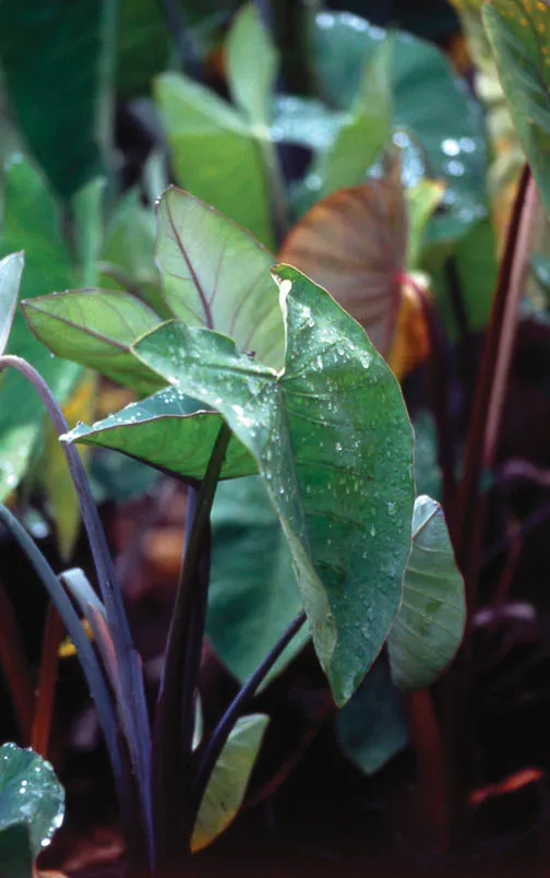 Taro.plants.webp