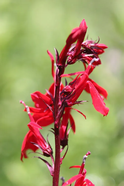 CardinalFlower.webp