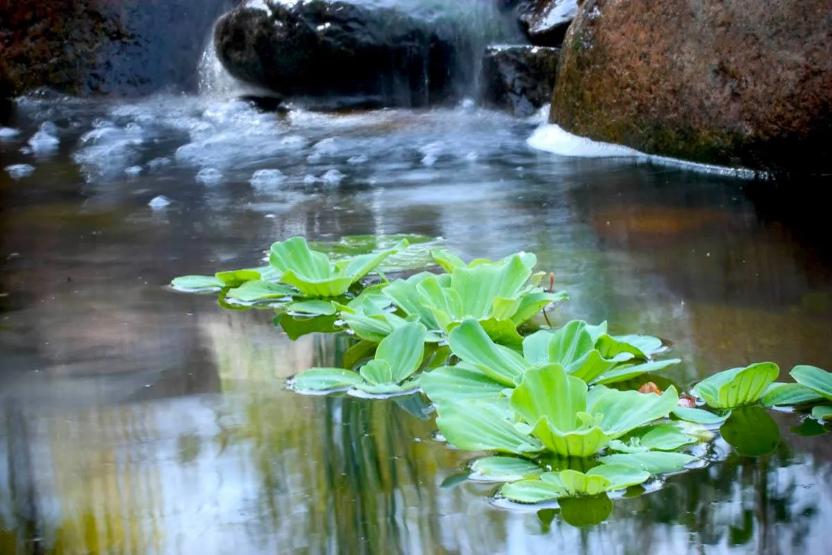 Water-Lettuce.webp
