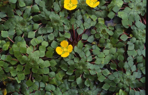 MosiacPlant.webp