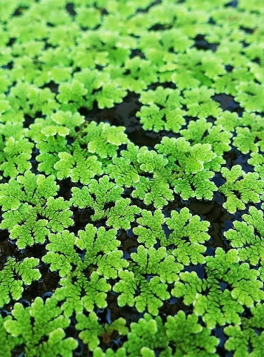 Fairy-moss-2.webp