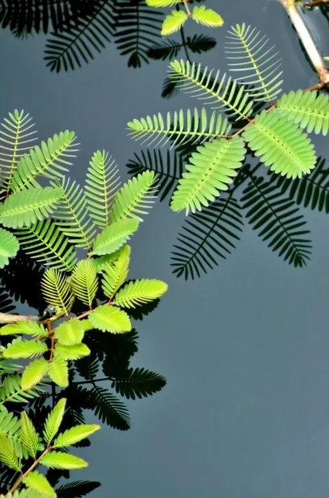 Sensitive-Plant.webp