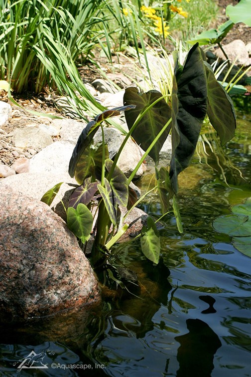 Picture9.jpg
