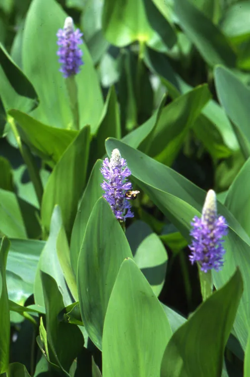PickerelPlant.webp