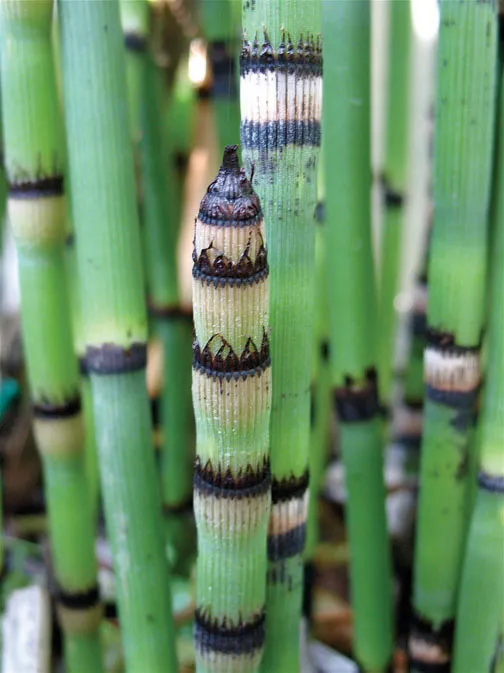 Horsetail.webp