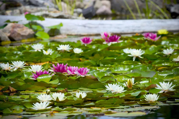 Waterlilies.webp