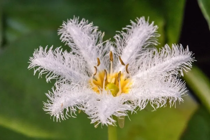 water-snowflake.webp