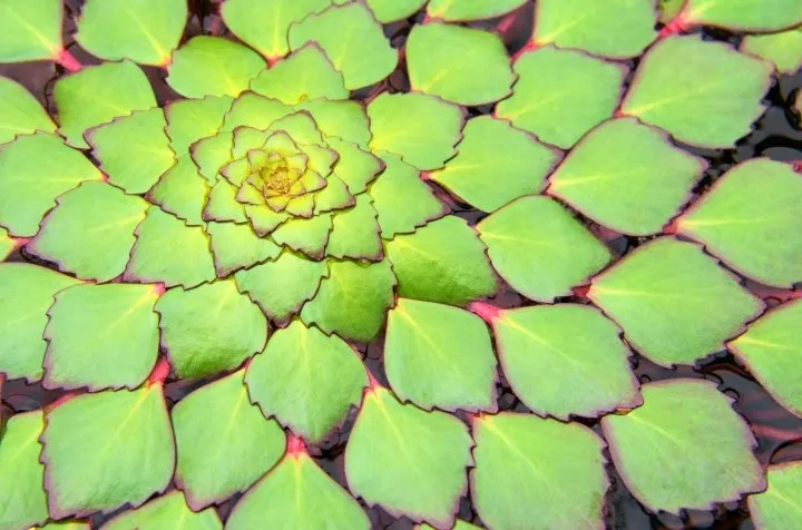 Mosaic-Plant.webp