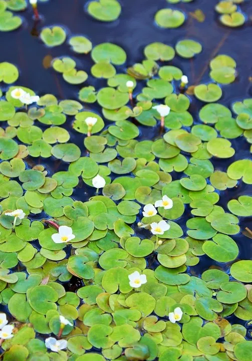 Frogbit.webp