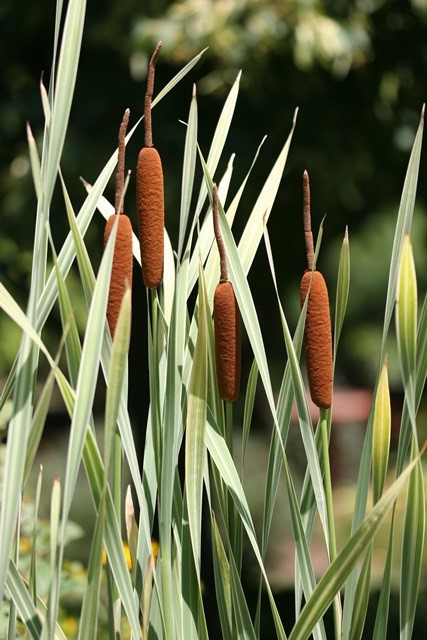 Picture6.jpg