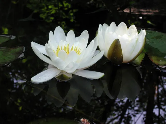 white-waterlilies.webp