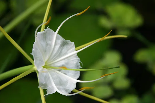 hymenocallis_0004.webp
