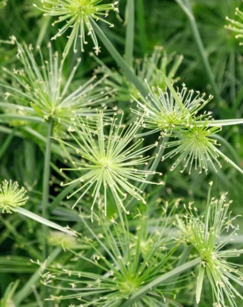 Dwarf-Papyrus-600.webp