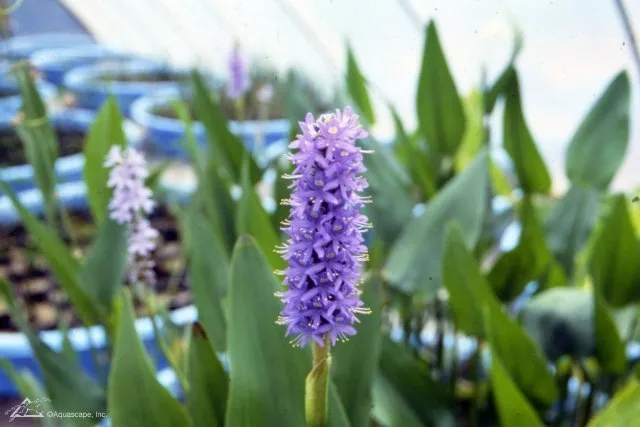 Pickerel-Plant.webp