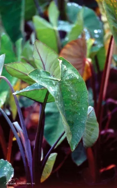 Red-stemmed-Taro.webp