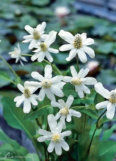 Yerba-Mansa.webp