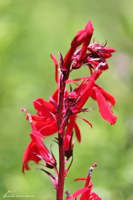 Cardinal-Flower.webp