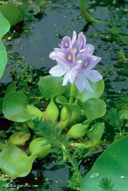 Water-Hyacinth.webp