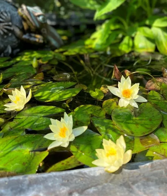 Nymphaea-Helvola.webp