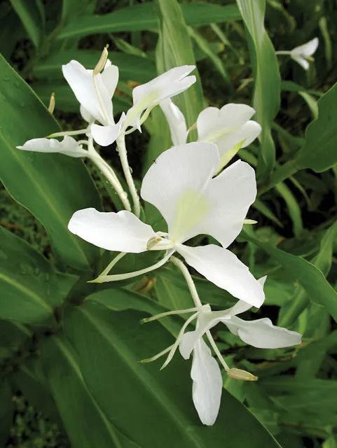 WhiteButterflyGinger.webp