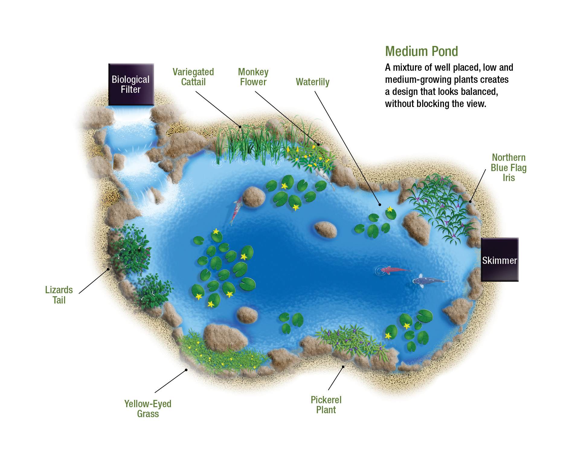 Toolkit Pond Illustration_Medium.jpg