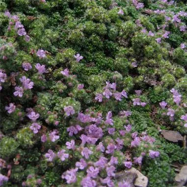Thymus-Elfin.webp