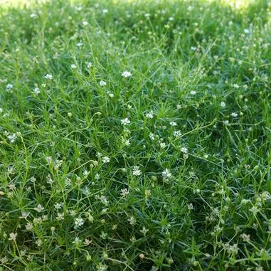 Irish-Moss.webp