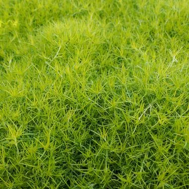 Scotch-Moss.webp