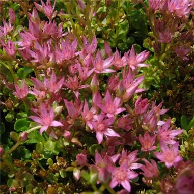Sedum-John-Creech.webp