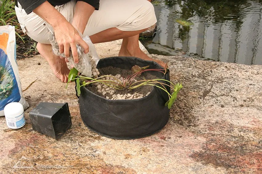 planting-waterlily.webp
