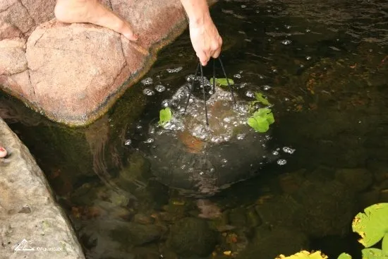 planting-a-waterlily.webp