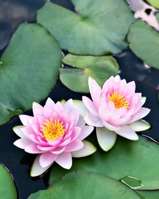 Madame-Wilfron-Gonnere-Water-Lily.webp