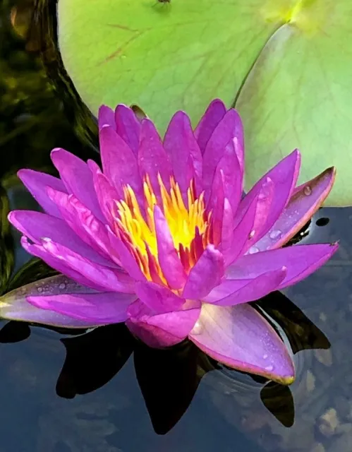 Purple-Violicious-Water-Lily.webp