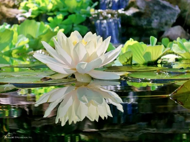 White-Waterlily.webp