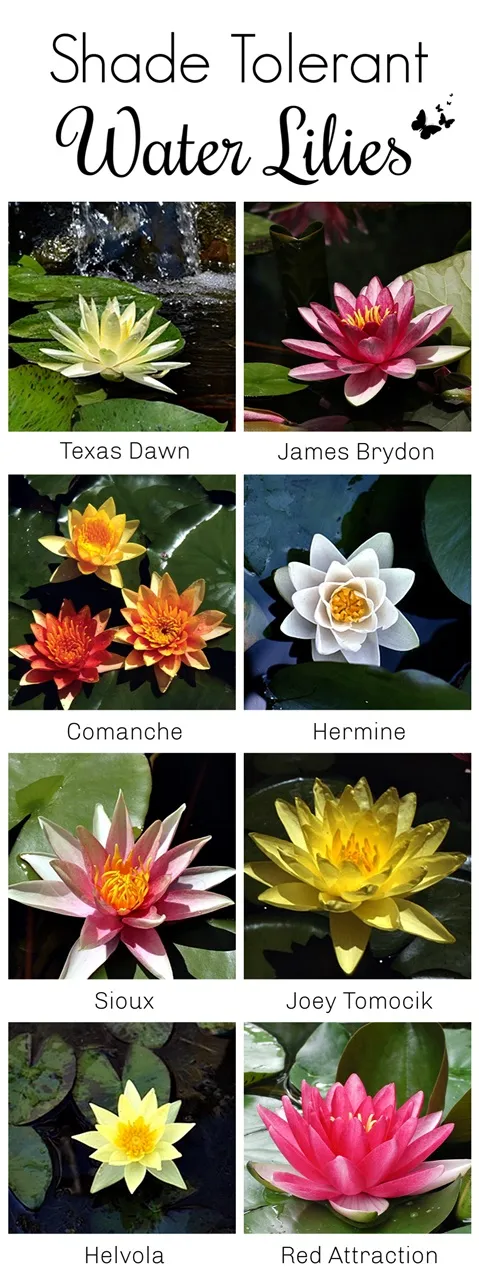 Shade-Tolerant-Water-Lilies-sm.webp