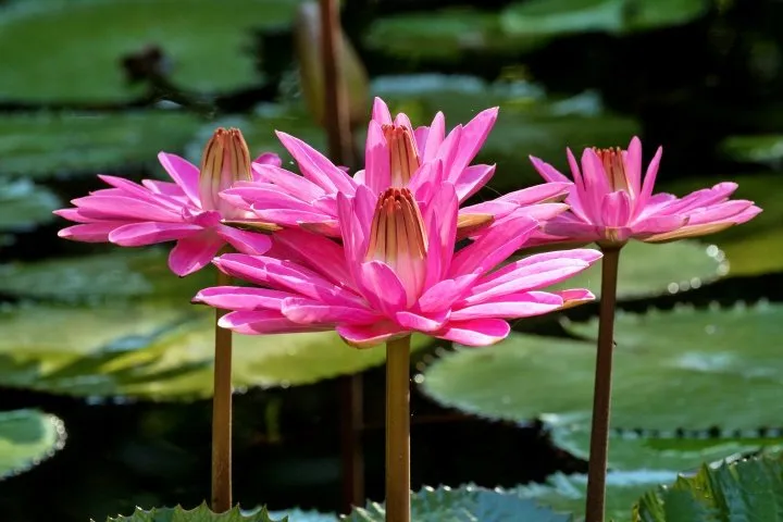 Red-Flare-Waterlily.webp