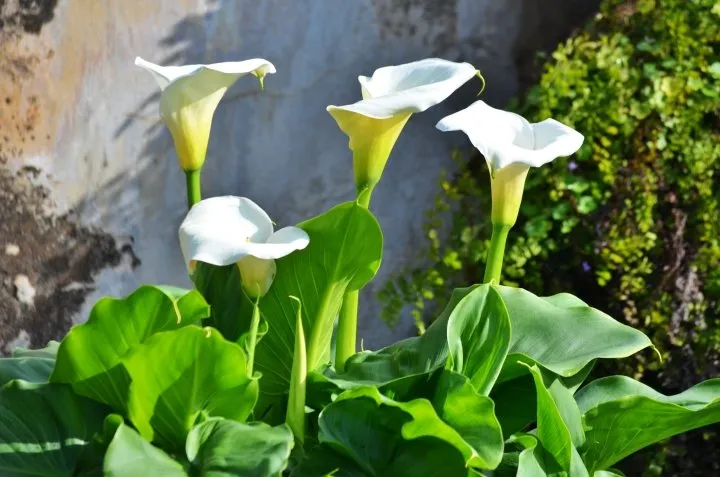 AdobeStock_344852125-calla-lily.webp