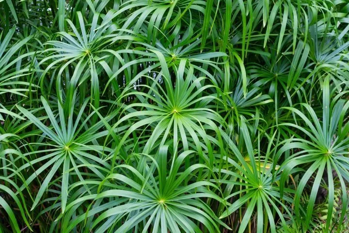 Umbrella-Palm-2.webp