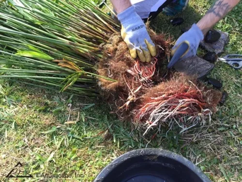 umbrella-plant-root-ball-e1497550432874.webp