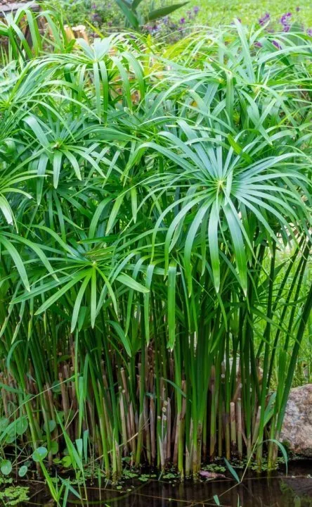 Umbrella-Palm.webp