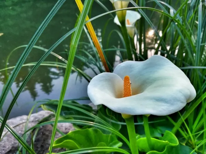 AdobeStock_407533592-calla-lily.webp