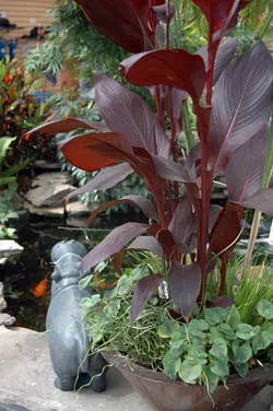 Redleaved-Canna.webp