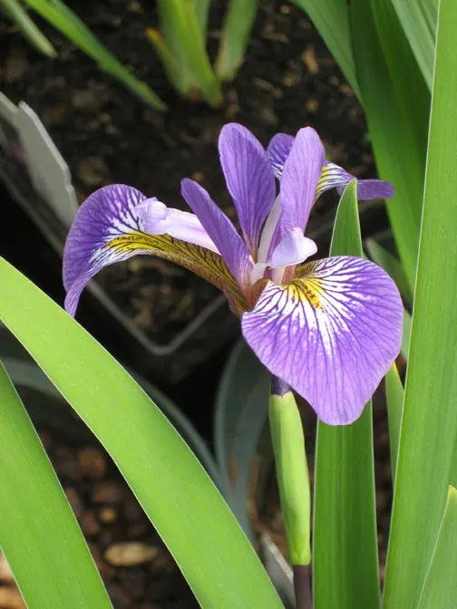 Aquatic-Iris.webp