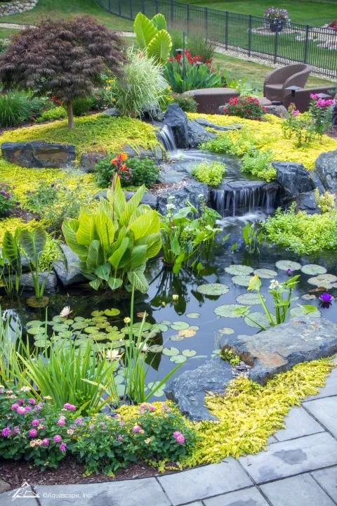 Pond-Plants-Lg.webp