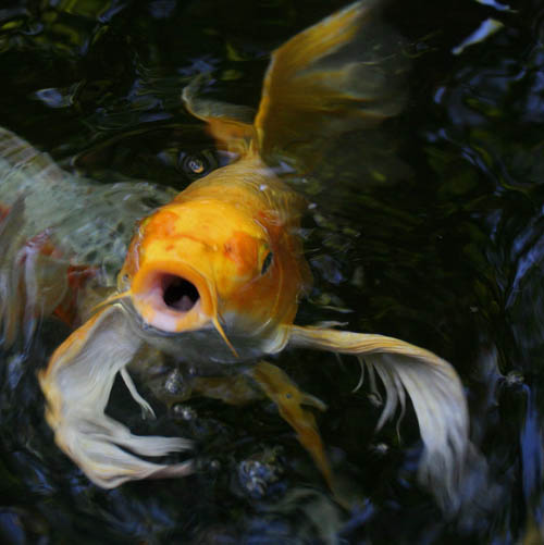 Koi.jpg