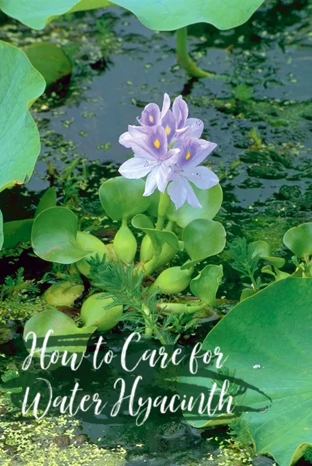 Eichornia-Crassipes-text.webp